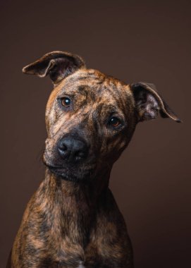 Kahverengi arka planı olan bir stüdyoda melez bir köpeğin portresi.