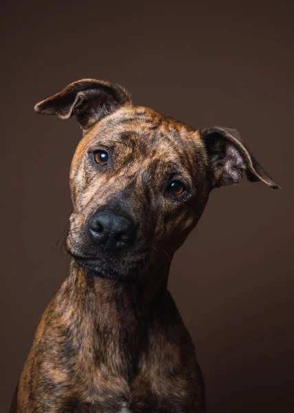 Retrato de un perro de raza mixta en un estudio interior con fondo marrón Fotos De Stock Sin Royalties Gratis