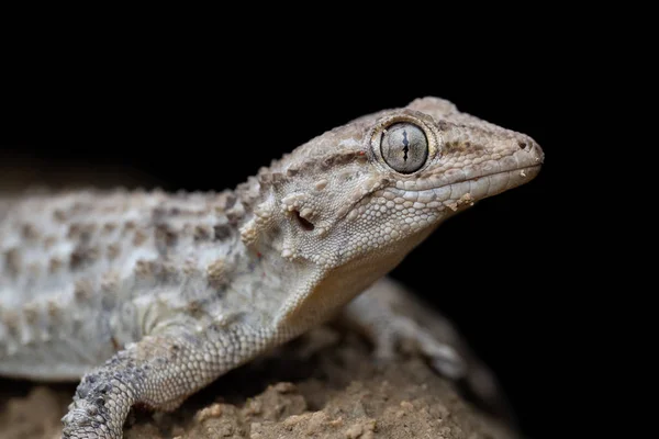 Common wall gecko (Tarentola mauritanica) — Stock Photo, Image