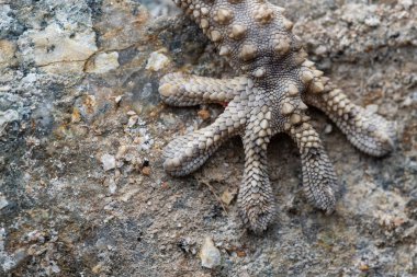 ortak duvar geckosu (Tarentola mauritanica) el ayrıntıları