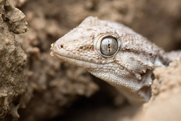 Common wall gecko (Tarentola mauritanica) — 스톡 사진