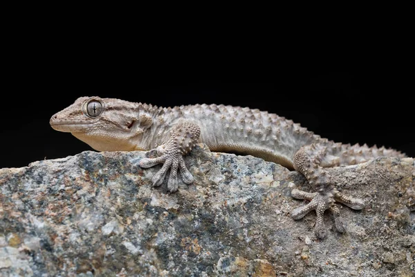 Geco de pared común (Tarentola mauritanica ) — Foto de Stock