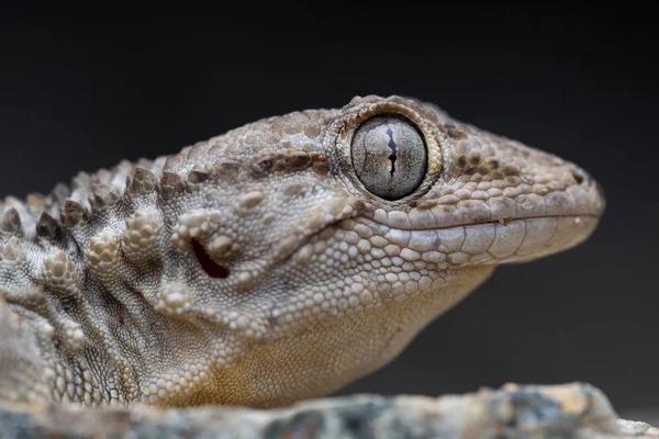Common wall gecko (Tarentola mauritanica) portrait — 스톡 사진