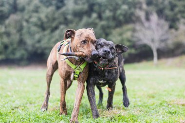 İki büyük köpek bir sopayla birlikte oynuyorlar.