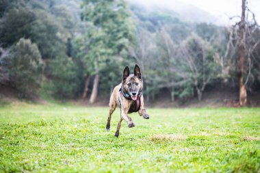 Kahverengi köpek doğada oyun oynuyor.