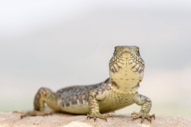 Genç Sierra Nevada kertenkelesi (Timon nevadensis) bir kayanın üzerinde