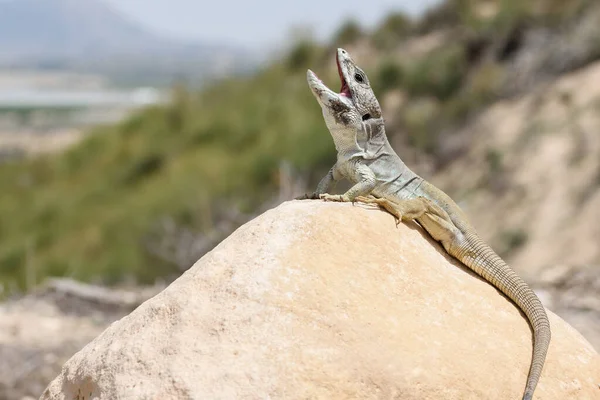 Взрослый Мужчина Sierra Nevada Ocellated Lizard Timon Nevadensis — стоковое фото