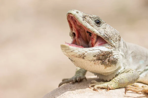 Hombre Adulto Sierra Nevada Lagarto Ocelado Timon Nevadensis — Foto de Stock