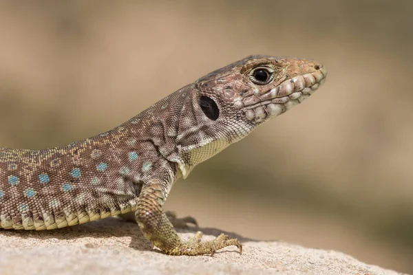 시에라 네바다 도마뱀 Timon Nevadensis — 스톡 사진