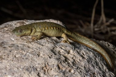 The Iberian ribbed newt, gallipato or Spanish ribbed newt (Pleurodeles waltl) clipart