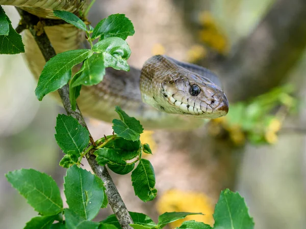 นได Zamenis Scalaris ในต นไม — ภาพถ่ายสต็อก