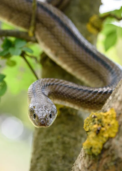 Ladder snake (Zamenis scalaris) in tree