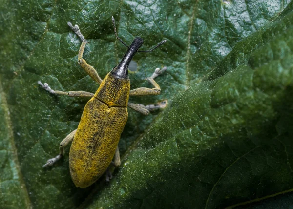 Lixus Algirus Käfer Malva Sylvestris — Stockfoto