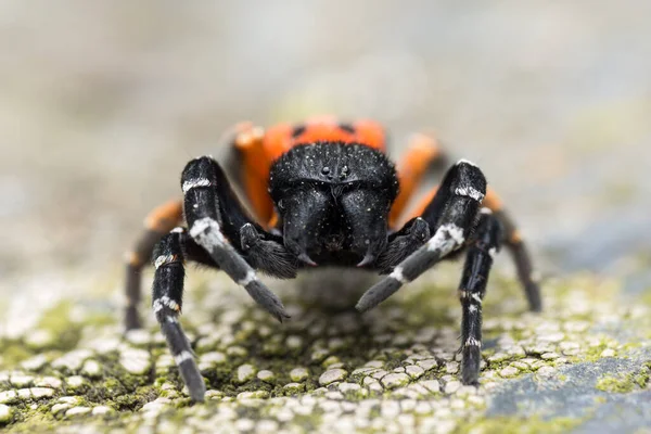 Male Ladybird Spider Eresus — стоковое фото