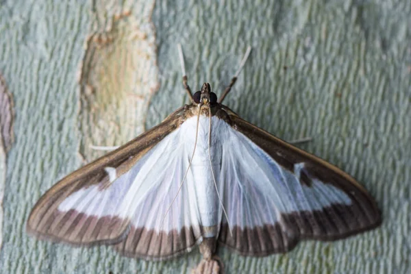 Krabicová Můra Cydalima Perspectalis Invazivní Škůdce — Stock fotografie