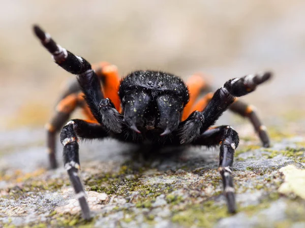 Male Ladybird Spider Eresus — стоковое фото