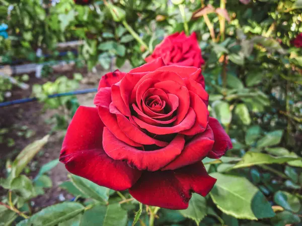赤いバラ バフチザレ クリミア — ストック写真