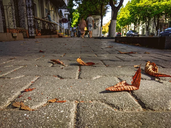 Bolshaya Morskaya 'dan Leafs. Sivastopol.