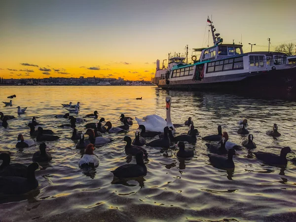 Severnaya 'da kuğular ve ördekler. Sivastopol.