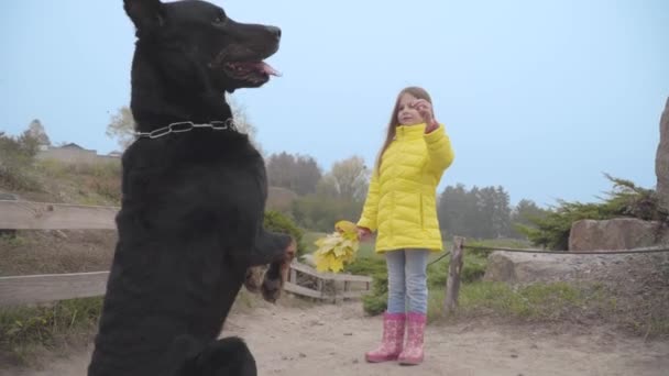 Vista Trasera Gran Doberman Negro Parado Las Patas Traseras Pidiendo — Vídeos de Stock