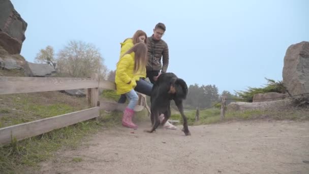 Baksidan Bild Stora Svarta Doberman Gräva Höstparken Ung Kaukasisk Kvinna — Stockvideo