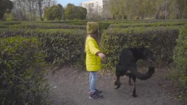 Yeşil çalıların arasında siyah köpekle oynayan, günlük kıyafetler giyen, tatlı, beyaz bir kız. Güzel sadık doberman sarı ceket, hardal şapka ve kot pantolon giymiş insan arkadaşının etrafında dönüyor.