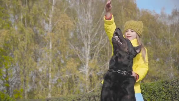 Siyah Doberman Küçük Sahibinin Eline Doğru Bakıyor Sarı Paltolu Hardal — Stok video