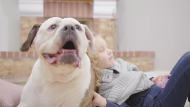 Close-up face of white and brown bulldog. Cute blond Caucasian girl with curly hair lying on her animal friend at the background. Cheerful child resting with dog at home. — Stock Video