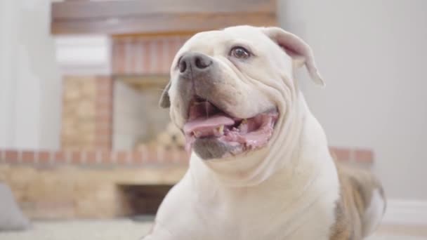 Nahaufnahme einer weißen und braunen Bulldogge, die im Hintergrund des Kamins im Haus sitzt. Haustier ruht zu Hause. — Stockvideo