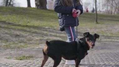 İlkbaharda ya da sonbahar parkında küçük bir kızla gezen sevimli küçük bir köpek. Evcil hayvan ve sahibi dışarıda geziniyor. Minyatür pinscher güneşli bir günde beyaz çocukla yürüyüş yapıyor. Boş zaman.
