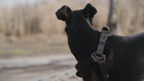 Zbliżenie śmieszne czarny pies szczekanie i skoków na zewnątrz. Miniatura Pinscher w obroży dla psów w słonecznym parku. Zwierzęta, zwierzęta domowe, czas wolny. — Wideo stockowe