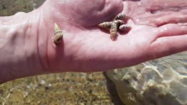 Kafkas erkek elinin suya deniz salyangozları koyduğu aşırı yakın çekim. Tanınmayan bir adam deniz gastropodu yumuşakçalarını tekrar okyanusa çeviriyor. Doğa, yaşam tarzı, ekosistem.