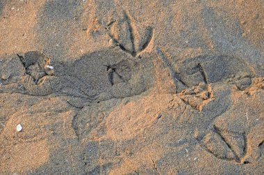 Islak kumda martı izleri var..