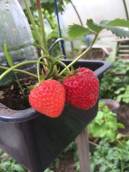 Reife Erdbeeren Nahaufnahme Erdbeeren Garten — Stockfoto