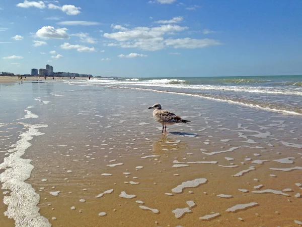 View Sandy Beach Sunny Day Ostende City Belgium — Stock Photo, Image