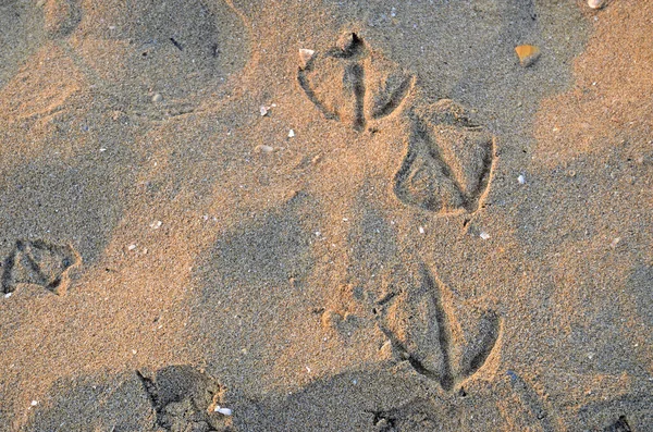 Traces Seagulls Wet Sand — Stock Photo, Image