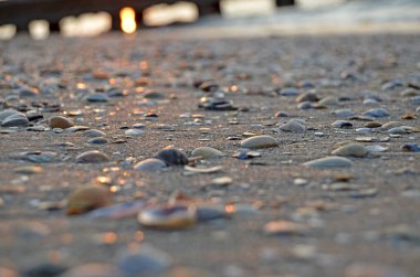 Kumsalda deniz kabukları Gün batımında, arka planda