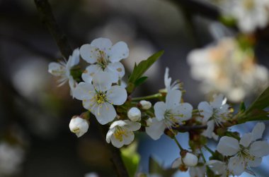Tam çiçek, Bahar Çiçeği, Beyaz Kiraz Çiçeği. İzole edilmiş kiraz dalı. Bulanık arkaplan.