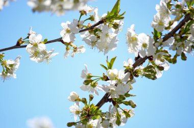 Tam çiçek, Bahar Çiçeği, Beyaz Kiraz Çiçeği. İzole edilmiş kiraz dalı. Bulanık arkaplan.