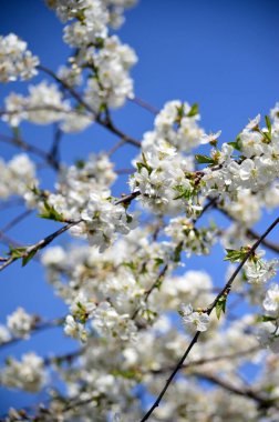 Tam çiçek, Bahar Çiçeği, Beyaz Kiraz Çiçeği. Çiçek açan bir ağacın dalları. Bulanık arkaplan.