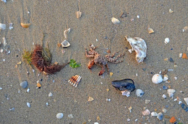 Gusci Granchi Nella Sabbia Sulla Spiaggia Alla Luce Del Tramonto — Foto Stock