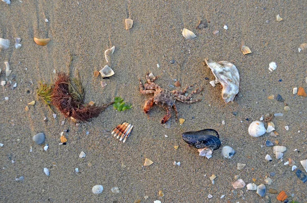 Kagylók Rák Homokban Strandon Naplemente Fény Háttér — Stock Fotó