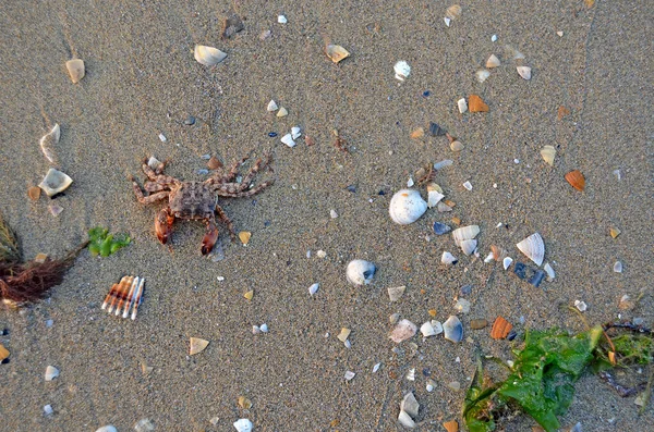 Coquilles Crabe Dans Sable Sur Plage Dans Lumière Coucher Soleil — Photo