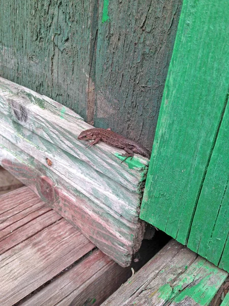 Lagarto Sobre Fundo Madeira Close — Fotografia de Stock