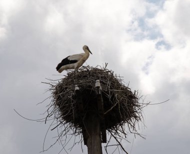 Yuvadaki yetişkin leylek ailesi. Doğal ortamdaki göçmen kuşlar. Leylek yuvayı koruyor..