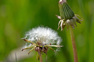 Sarı karahindiba tohumları. Parlak bahar manzarası. 