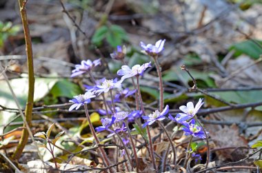 Anemon hepatikası (yaygın hepatika, karaciğer otu, böbrek otu, pennywort), Hepatica baharın başlarında bahçede ortaya çıkar..
