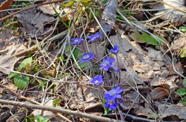 Anemon hepatikası (yaygın hepatika, karaciğer otu, böbrek otu, pennywort), Hepatica baharın başlarında bahçede ortaya çıkar..
