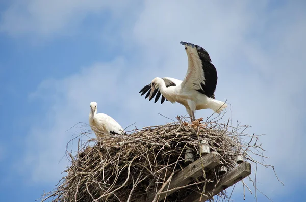 Familie Der Altstörche Nest Zugvögel Natürlichem Lebensraum Storch Bewacht Das — Stockfoto