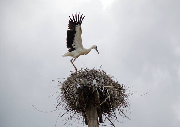 Family of adult storks in the nest. Migratory birds in natural habitat. Stork guarding the nest.